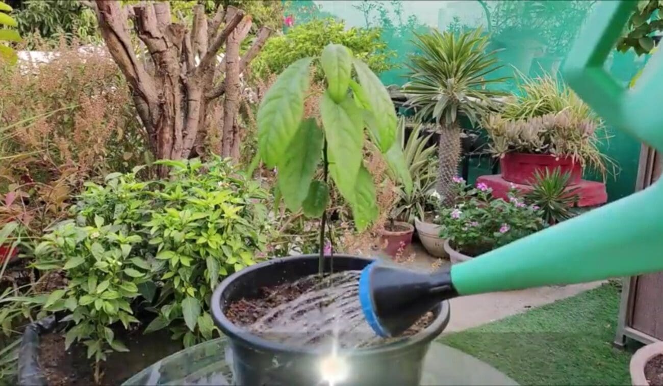 طريقة زراعة الأفوكادو من البذرة 