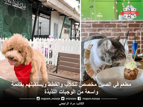 نادي الكلاب والقطط مطعم للحيوانات الأليفة