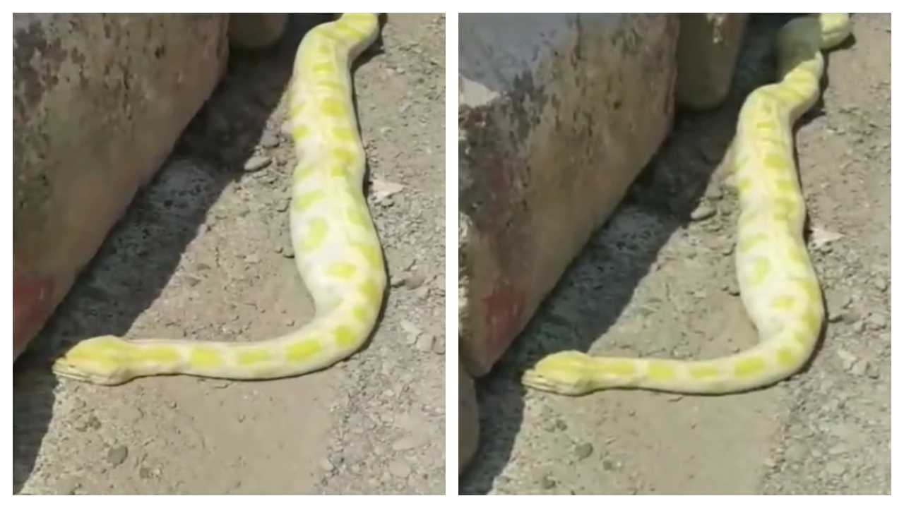 A huge snake was found in Medina