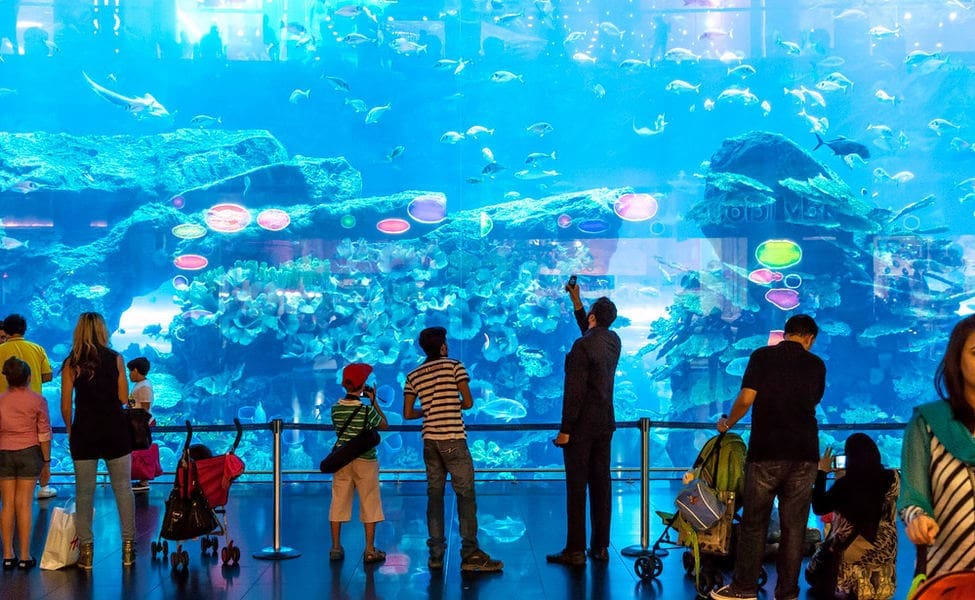 الزائرين في دبي أكواريوم ينظرون الي الأخواض المائية التي توجد بها كائنات بحريه مدهشة