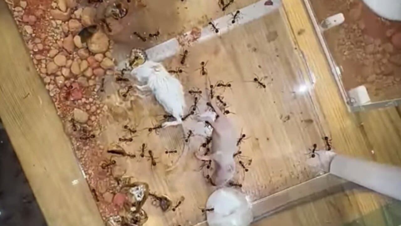 هل يفكر النمل؟ معلومات