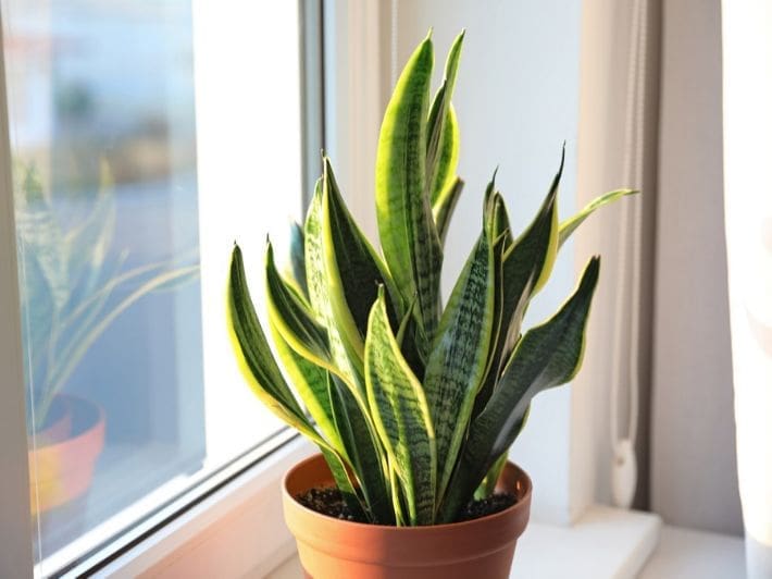 نباتات منزلية داخلية تساعدك للحصول على هواء نقي ونظيف