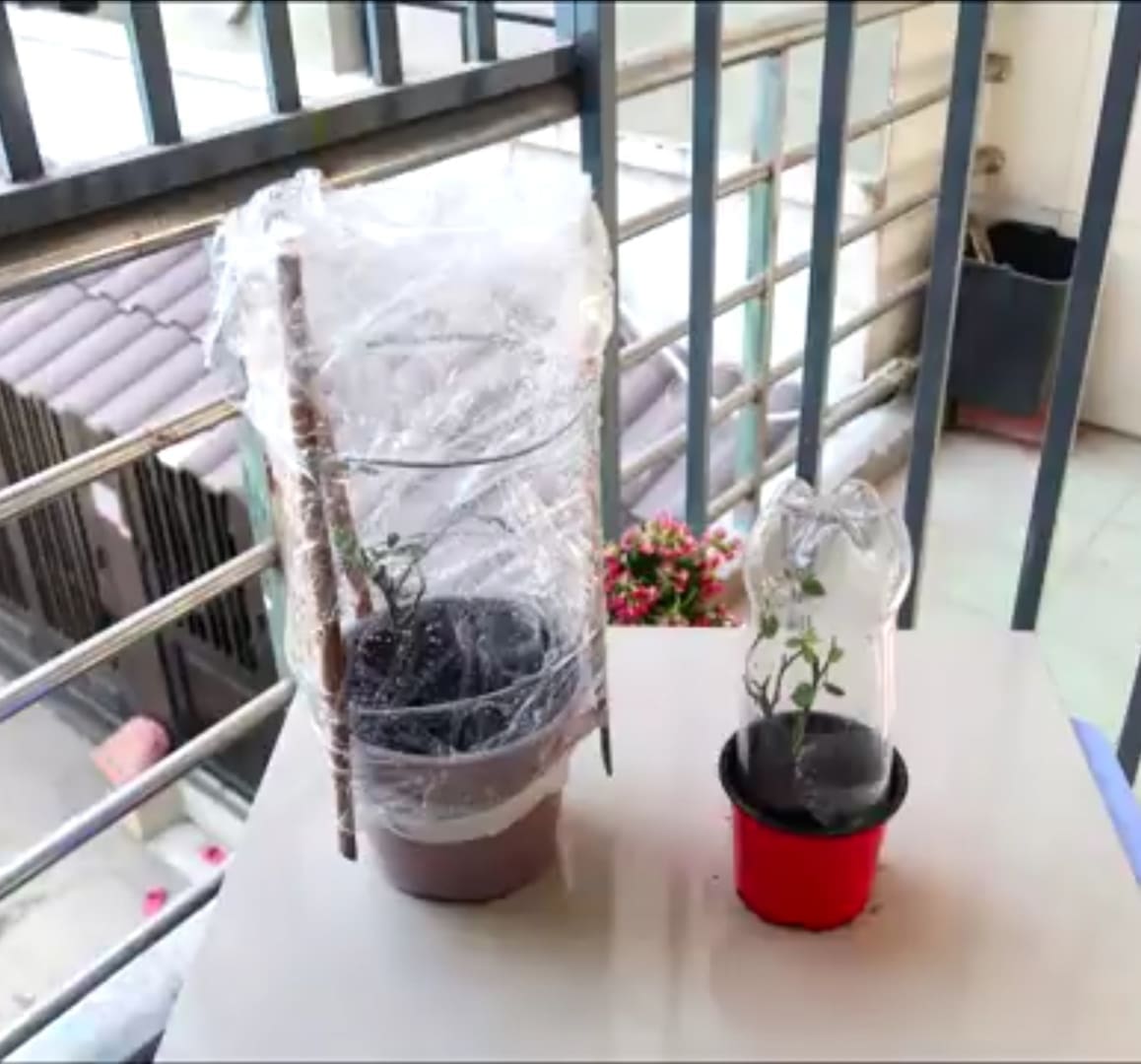 طريقة زراعة الورد في البيت 