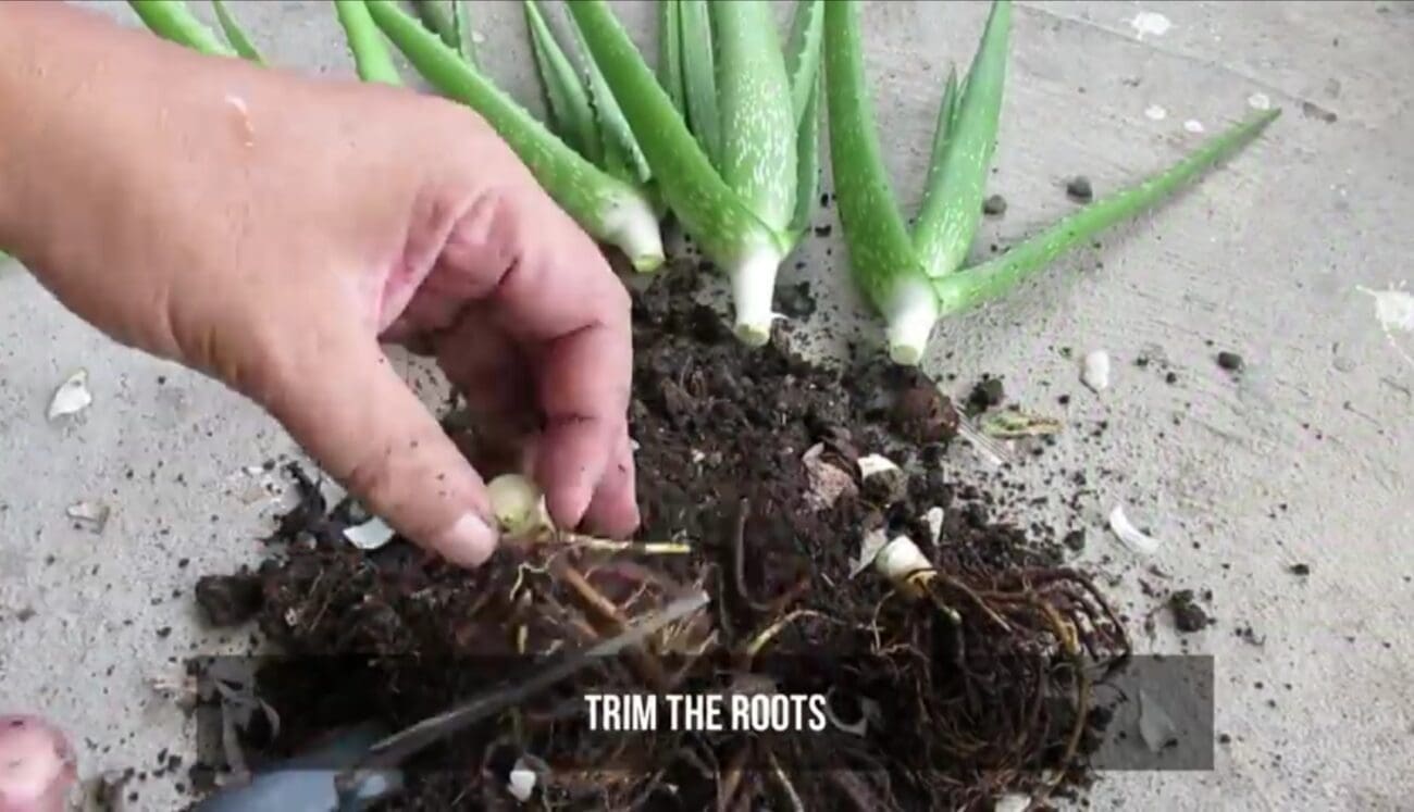 طريقة زراعة الألوفيرا في المنزل 