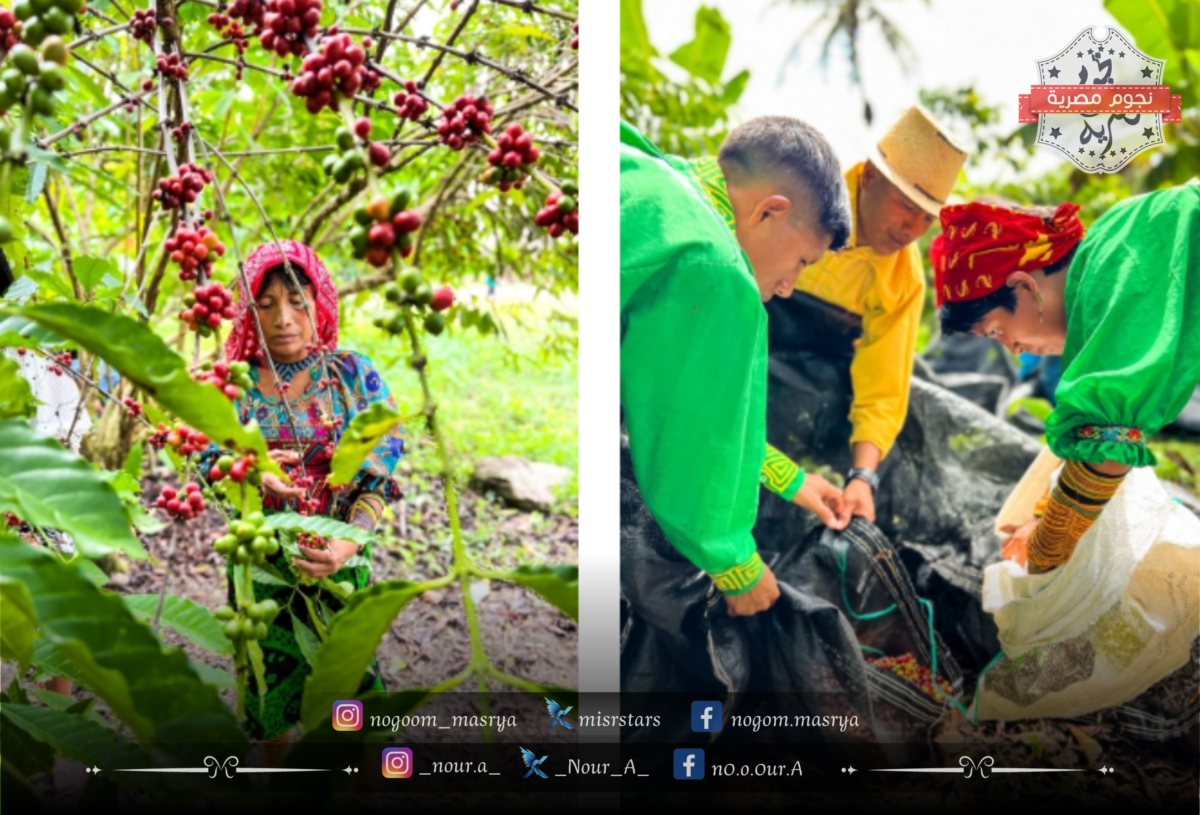 مزارعي البن في بنما يحصدون حبات البن - مصدر الصورة: موقع منظمة الأغذية والزراعة للأمم المتحدة