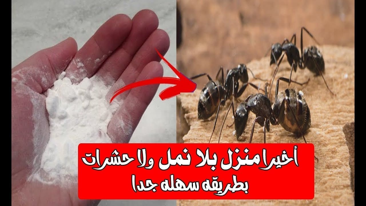 طريقة التخلص من النمل