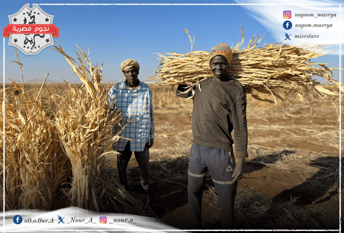 مزارعون سودانيون يحملون محصول القمح - مصدر الصورة: موقع Food and Agriculture Organization