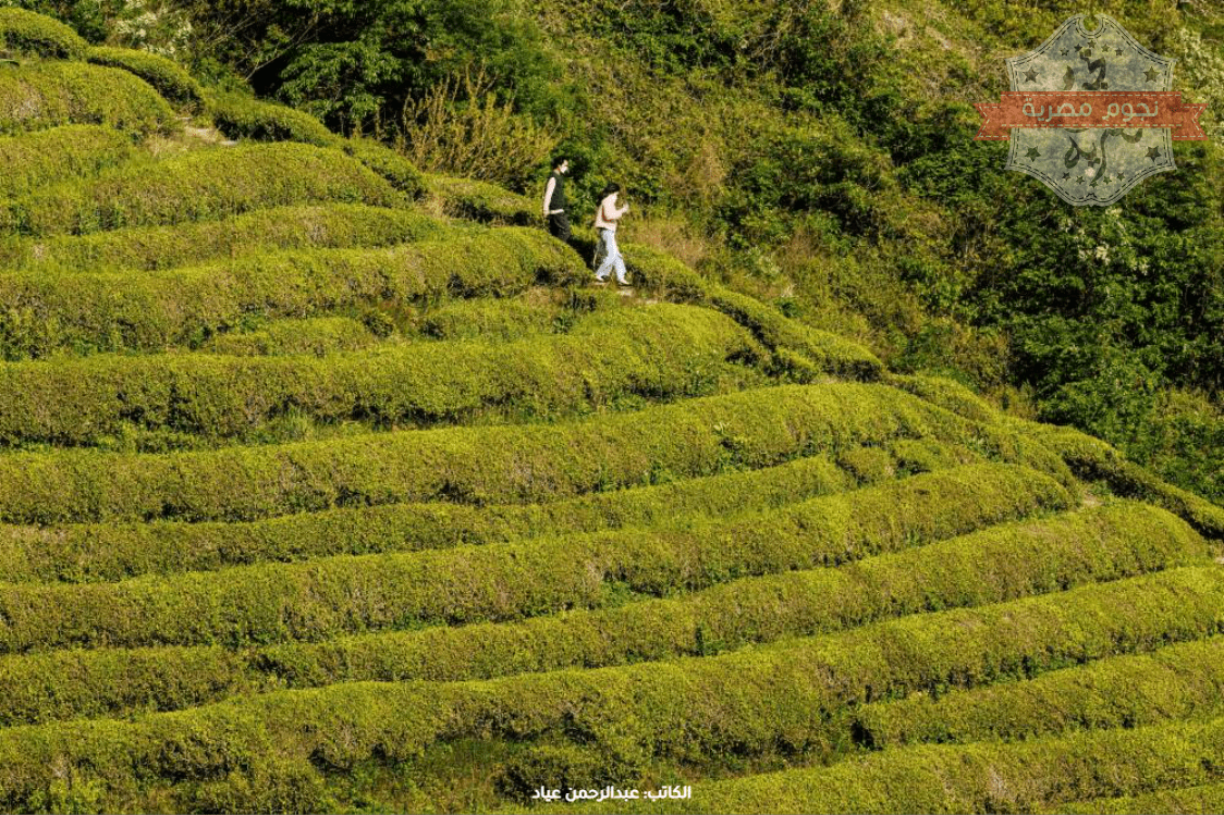 مزارع الشاي في سيرلانكا