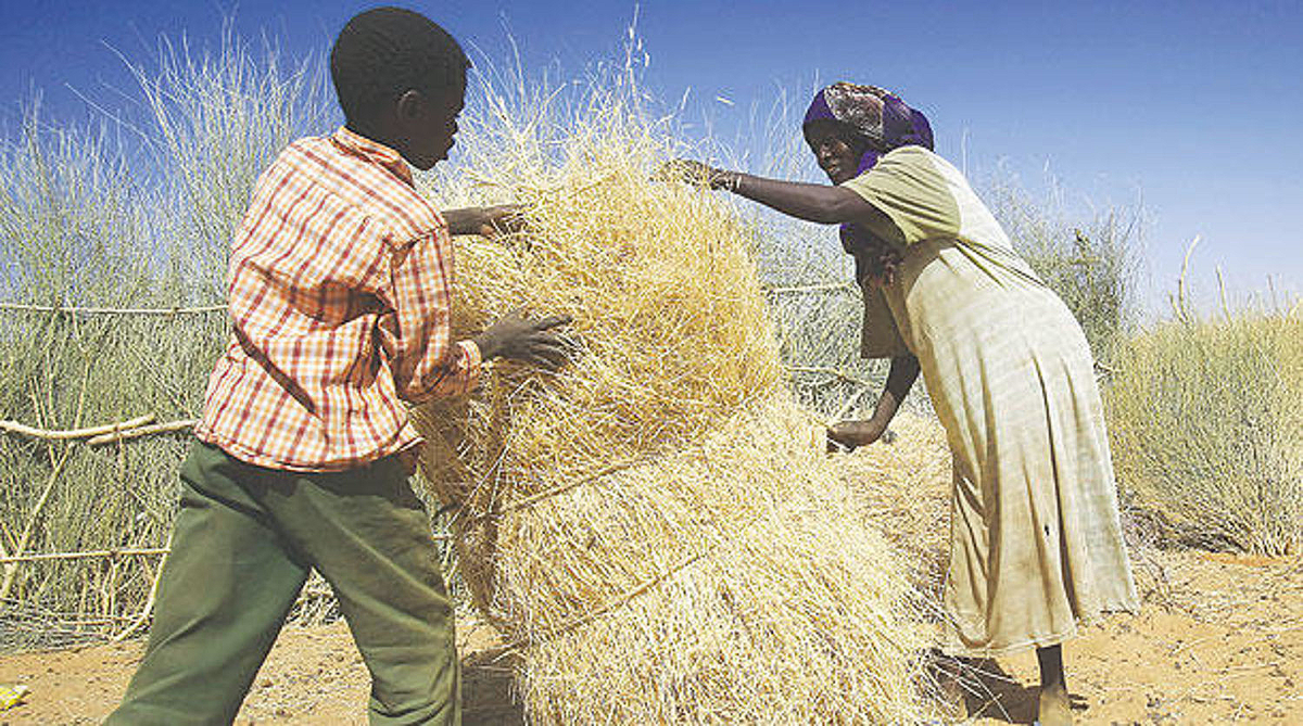 "الفاو" ترصد تأثير النزاع المسلح على حجم إنتاج الحبوب في السودان