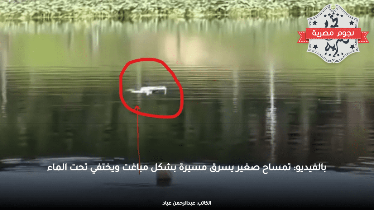بالفيديو: تمساح صغير يسرق مسيرة بشكل مباغت ويختفي تحت الماء