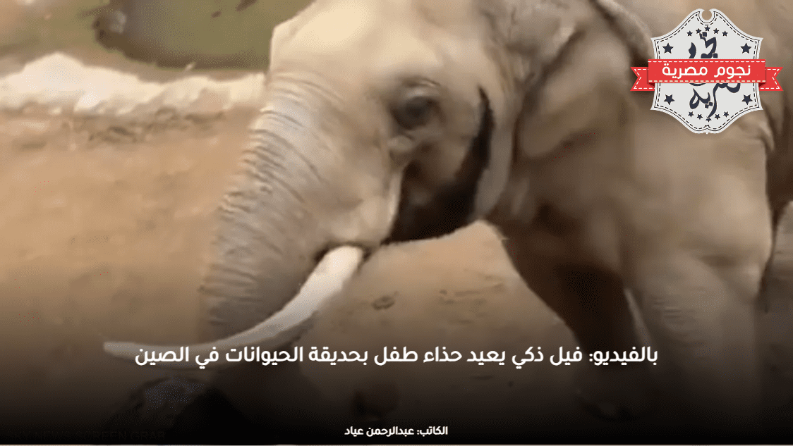 بالفيديو: فيل ذكي يعيد حذاء طفل بحديقة الحيوانات في الصين