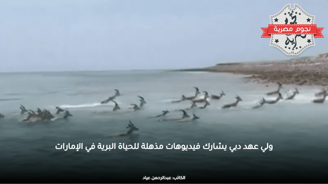 ولي عهد دبي يشارك فيديوهات مذهلة للحياة البرية في الإمارات